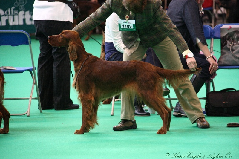 Crufts2011 321.jpg